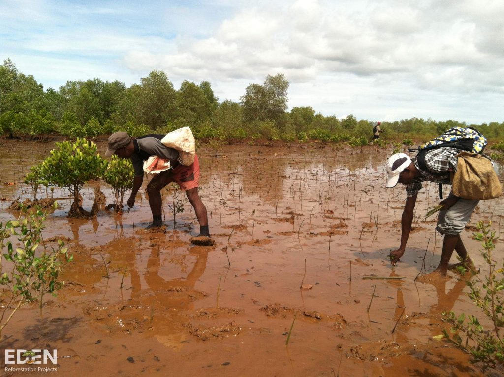 Mangrove planting in Madagascar | Ecologi